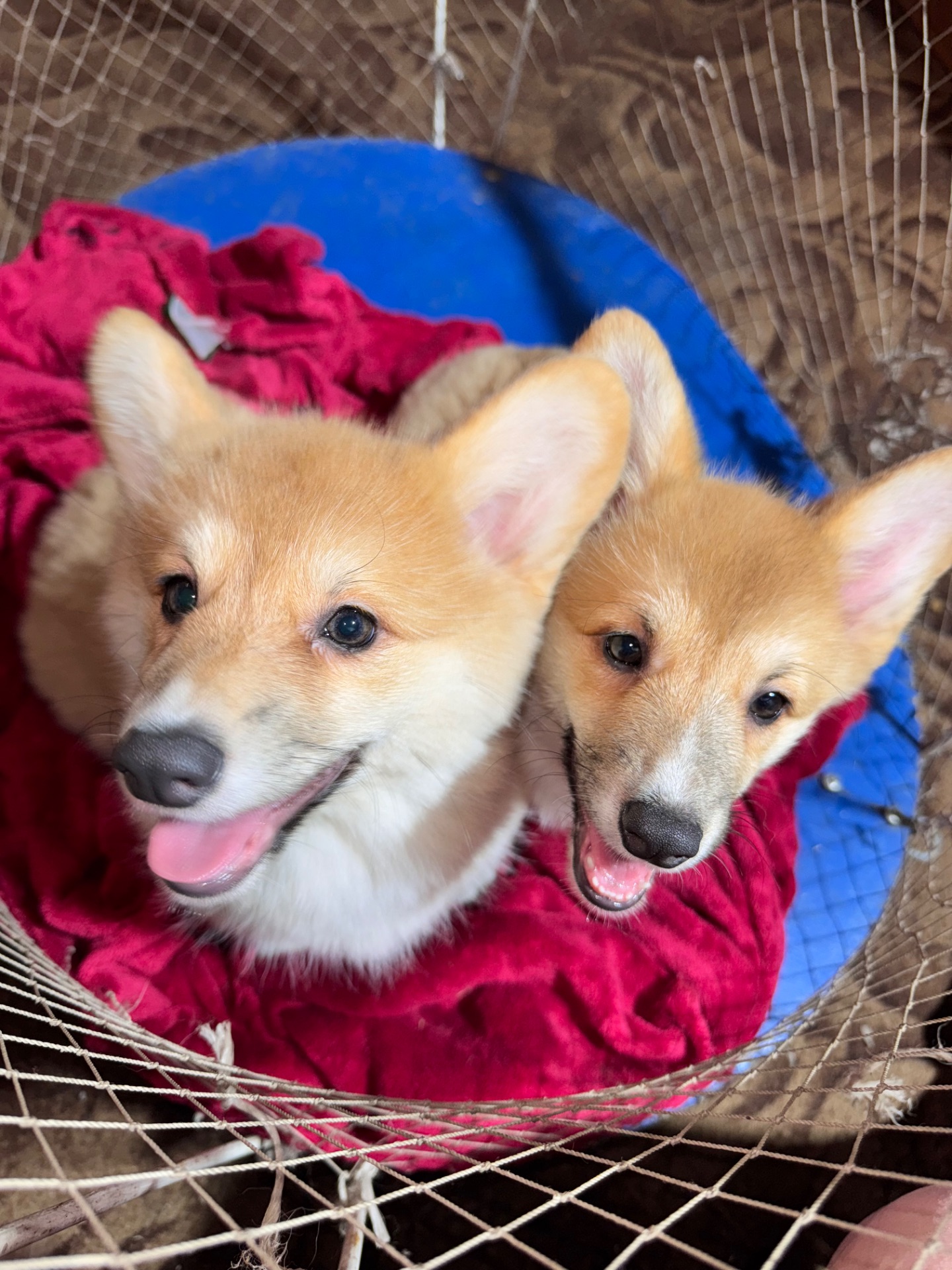 Вельш коргі Бобтейл