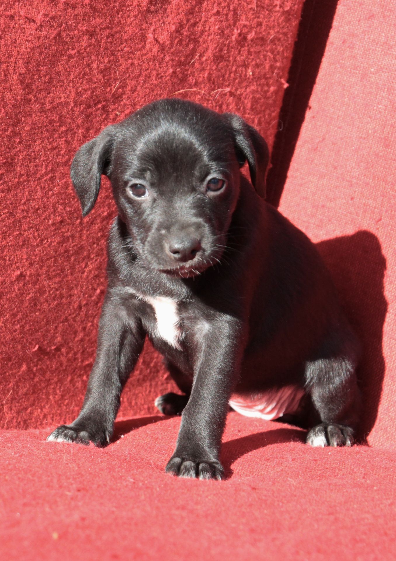 Справжня охоронниця серця