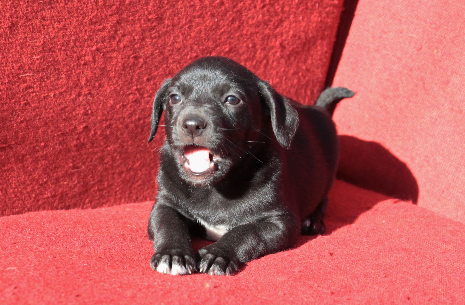 Справжня охоронниця серця