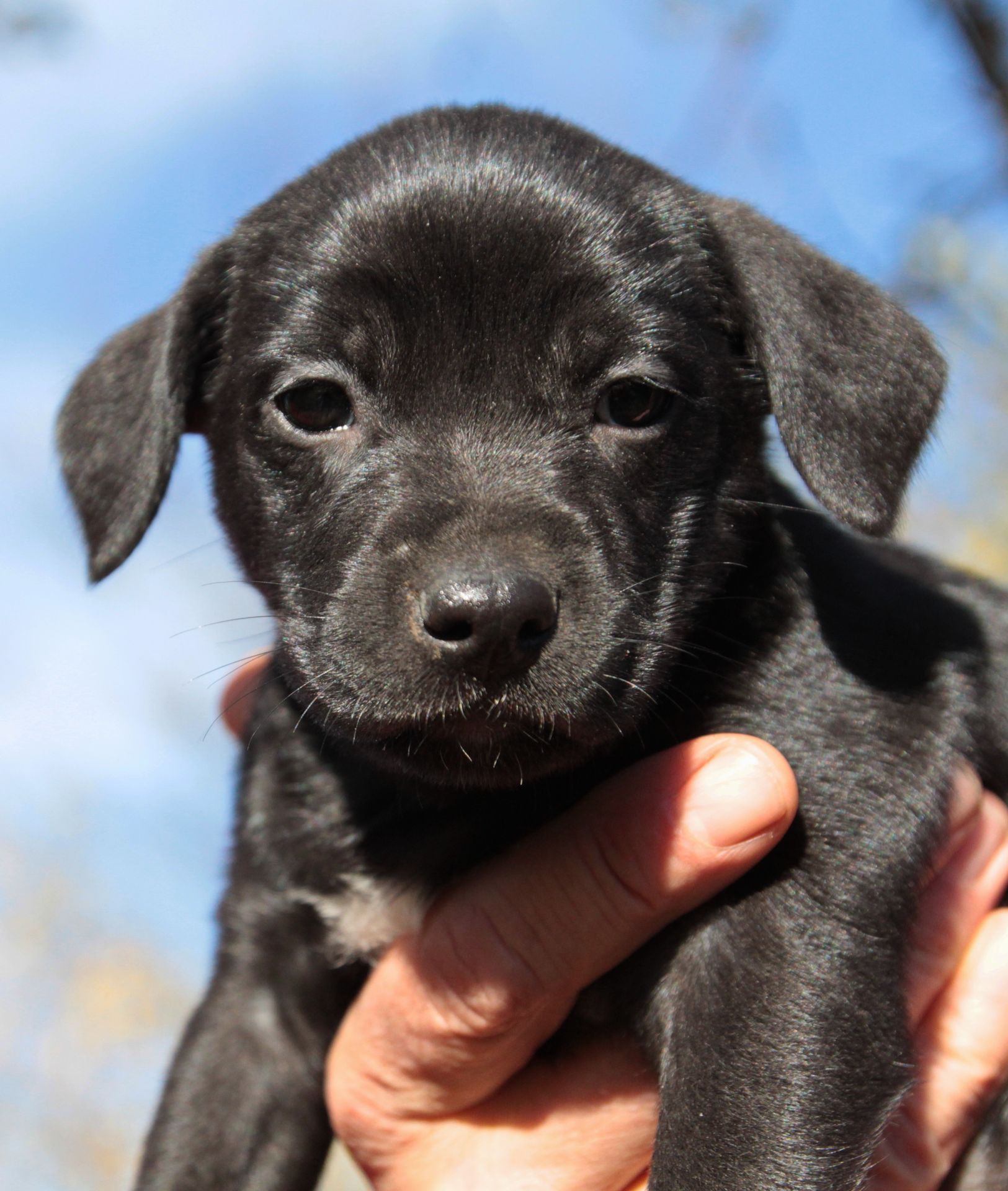 Справжня охоронниця серця