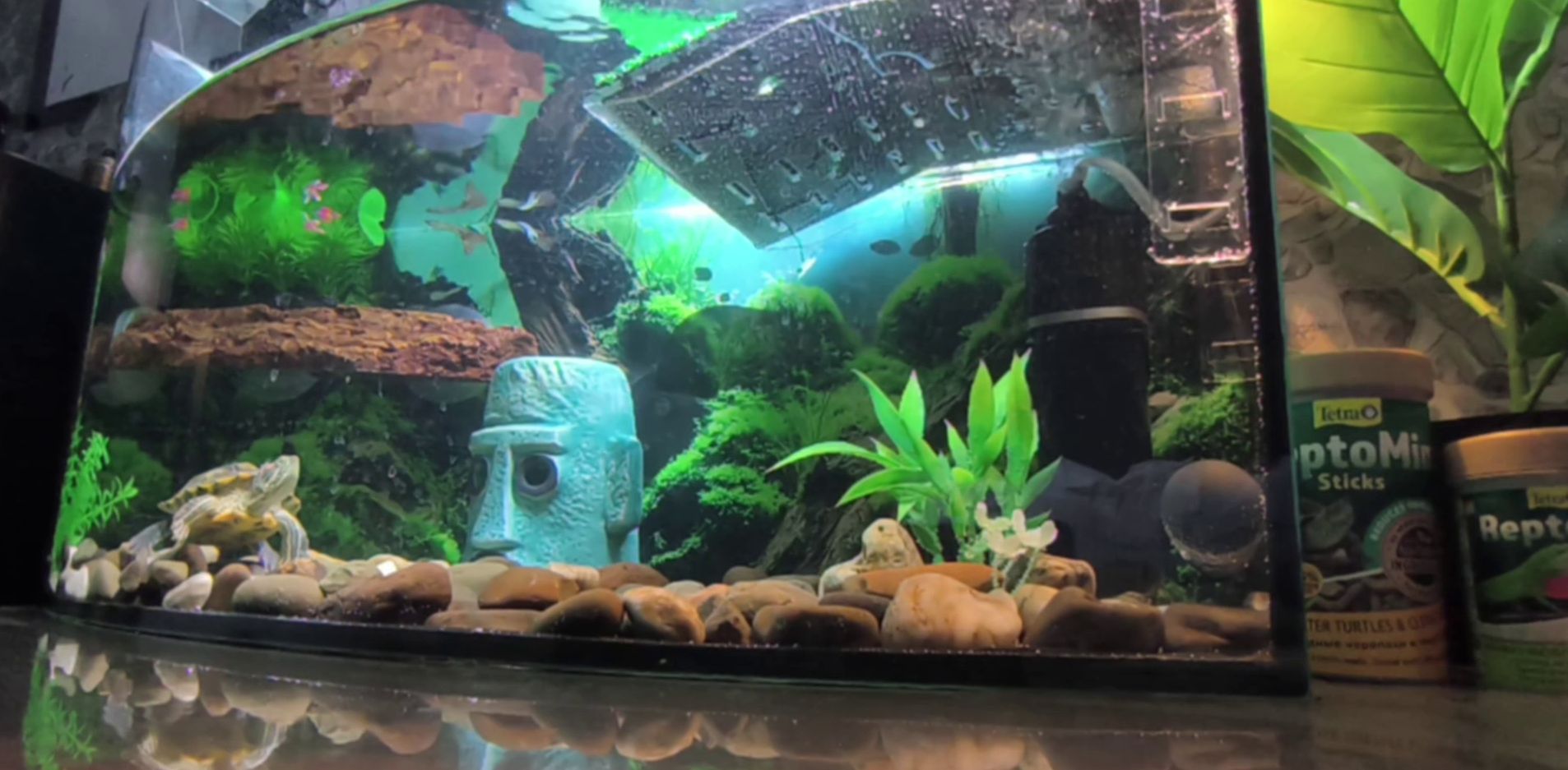 Червоновуха черепаха 9см (Є варіант разом с акватерарріумом у повному комплекті)