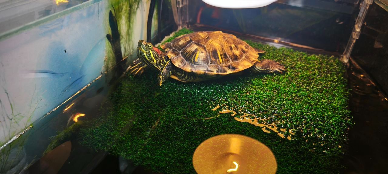 Червоновуха черепаха 9см (Є варіант разом с акватерарріумом у повному комплекті)