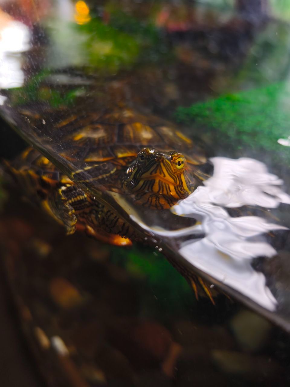 Червоновуха черепаха 9см (Є варіант разом с акватерарріумом у повному комплекті)