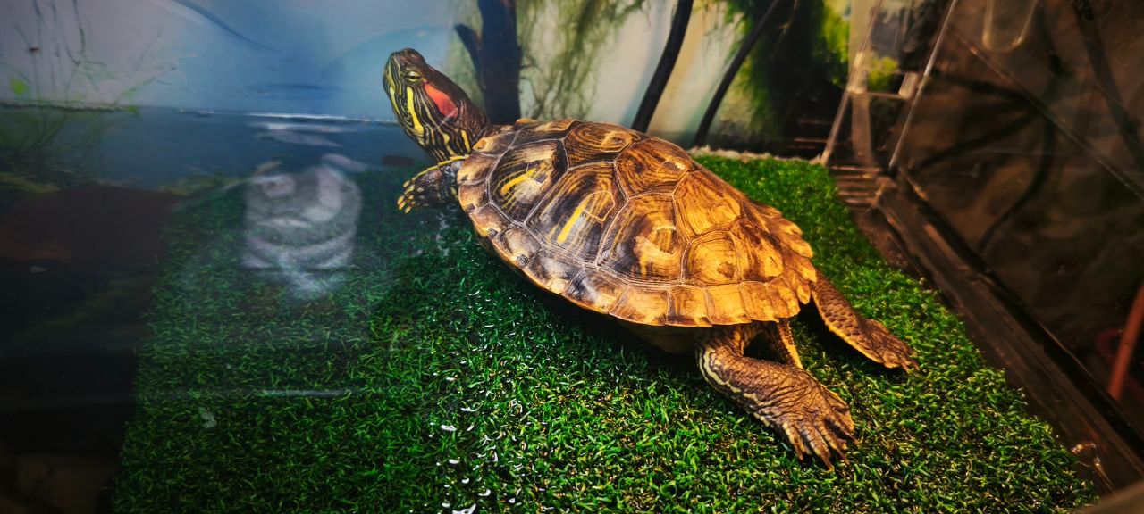 Червоновуха черепаха 9см (Є варіант разом с акватерарріумом у повному комплекті)