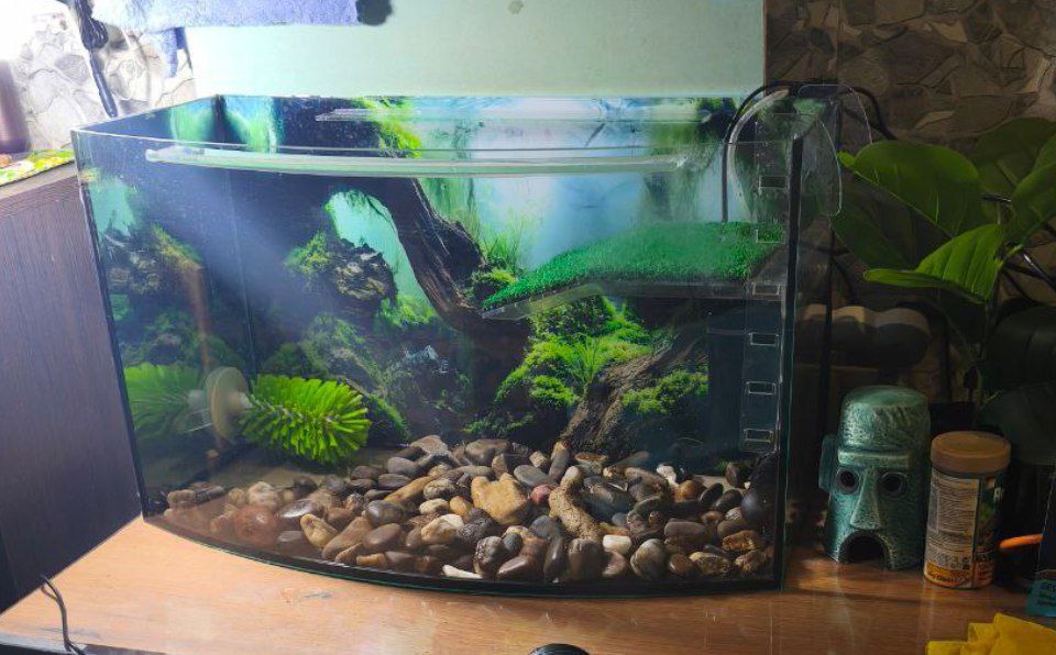 Червоновуха черепаха 9см (Є варіант разом с акватерарріумом у повному комплекті)