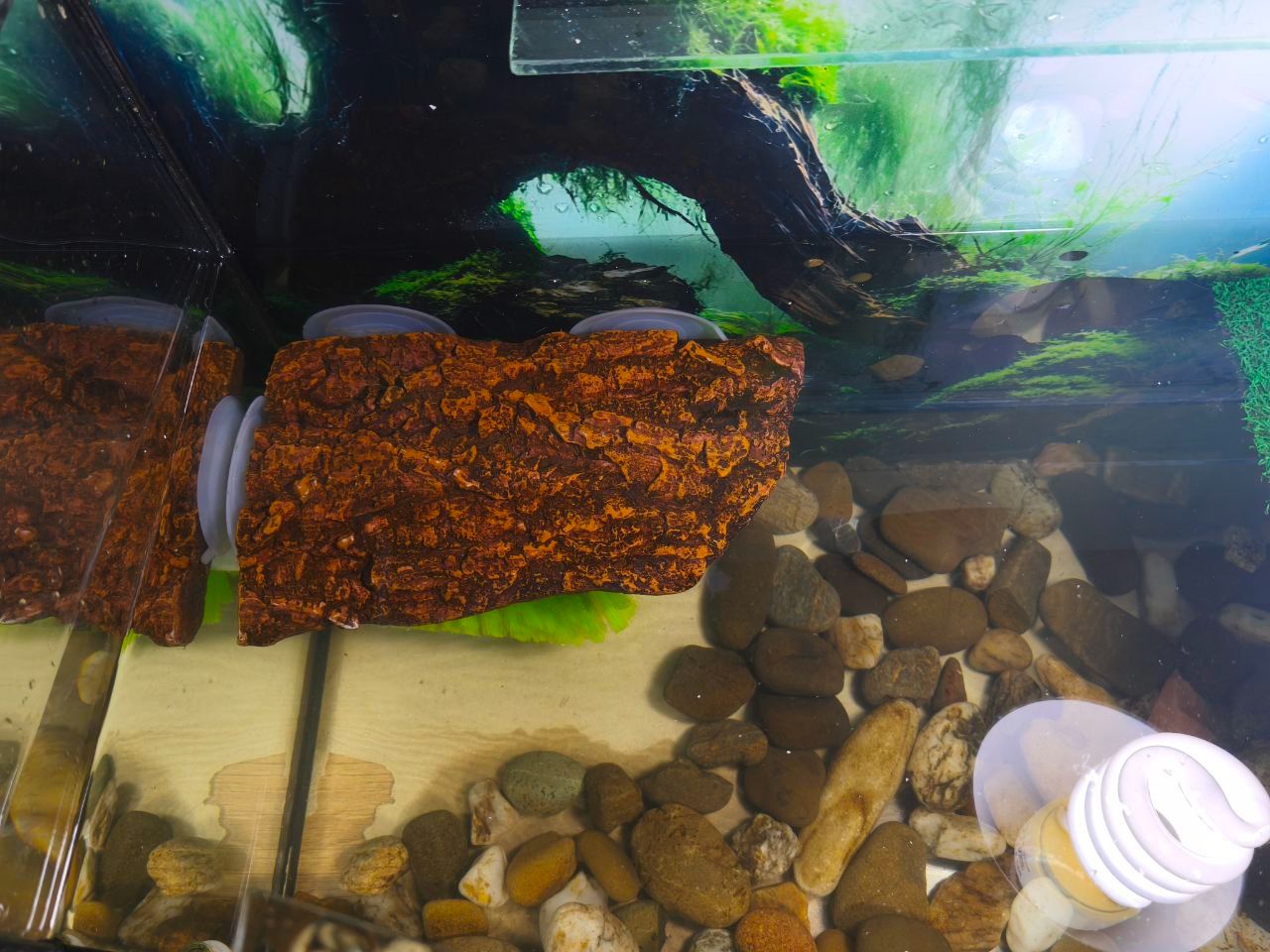 Червоновуха черепаха 9см (Є варіант разом с акватерарріумом у повному комплекті)