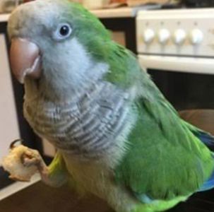 Монахи малыши