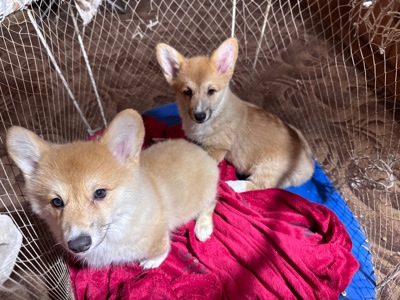 Вельш коргі Бобтейл