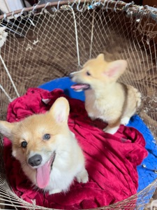 Вельш коргі Бобтейл