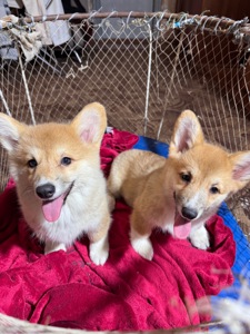 Вельш коргі Бобтейл