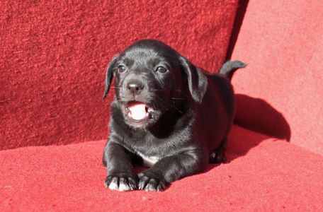 Справжня охоронниця серця