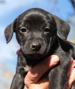 Справжня охоронниця серця