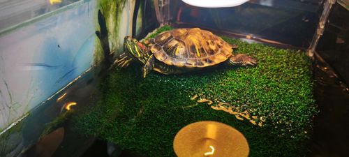 Червоновуха черепаха 9см (Є варіант разом с акватерарріумом у повному комплекті)