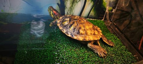 Червоновуха черепаха 9см (Є варіант разом с акватерарріумом у повному комплекті)