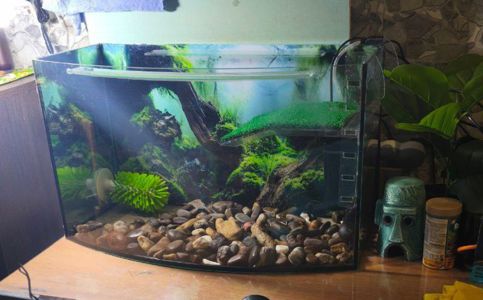 Червоновуха черепаха 9см (Є варіант разом с акватерарріумом у повному комплекті)