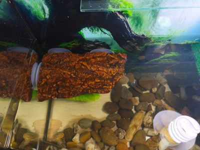 Червоновуха черепаха 9см (Є варіант разом с акватерарріумом у повному комплекті)