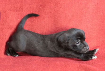 Справжня охоронниця серця