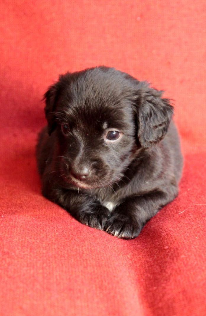 Пухнасте щастя :)