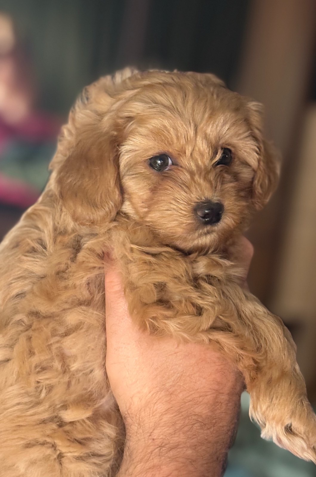 НЕВЕРОЯТНАЯ КРАСАВИЦА-МИШУТКА ))