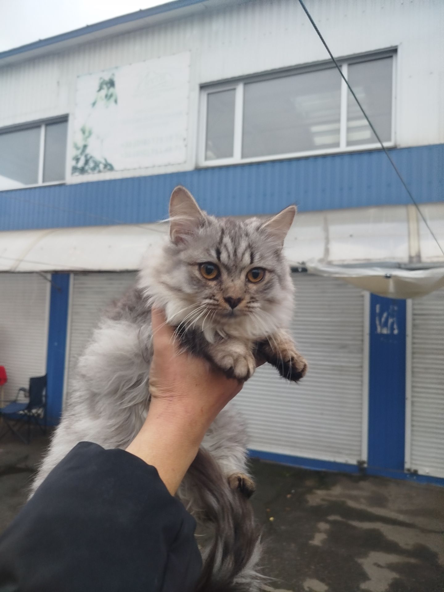 Продам дівчинку сибірського кота!