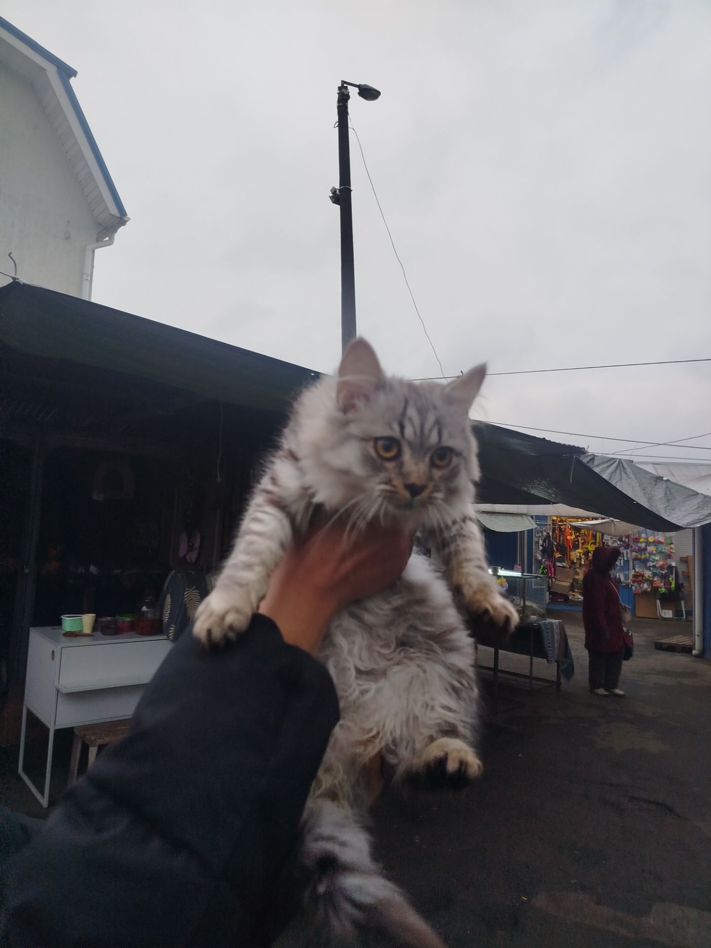 Продам дівчинку сибірського кота!