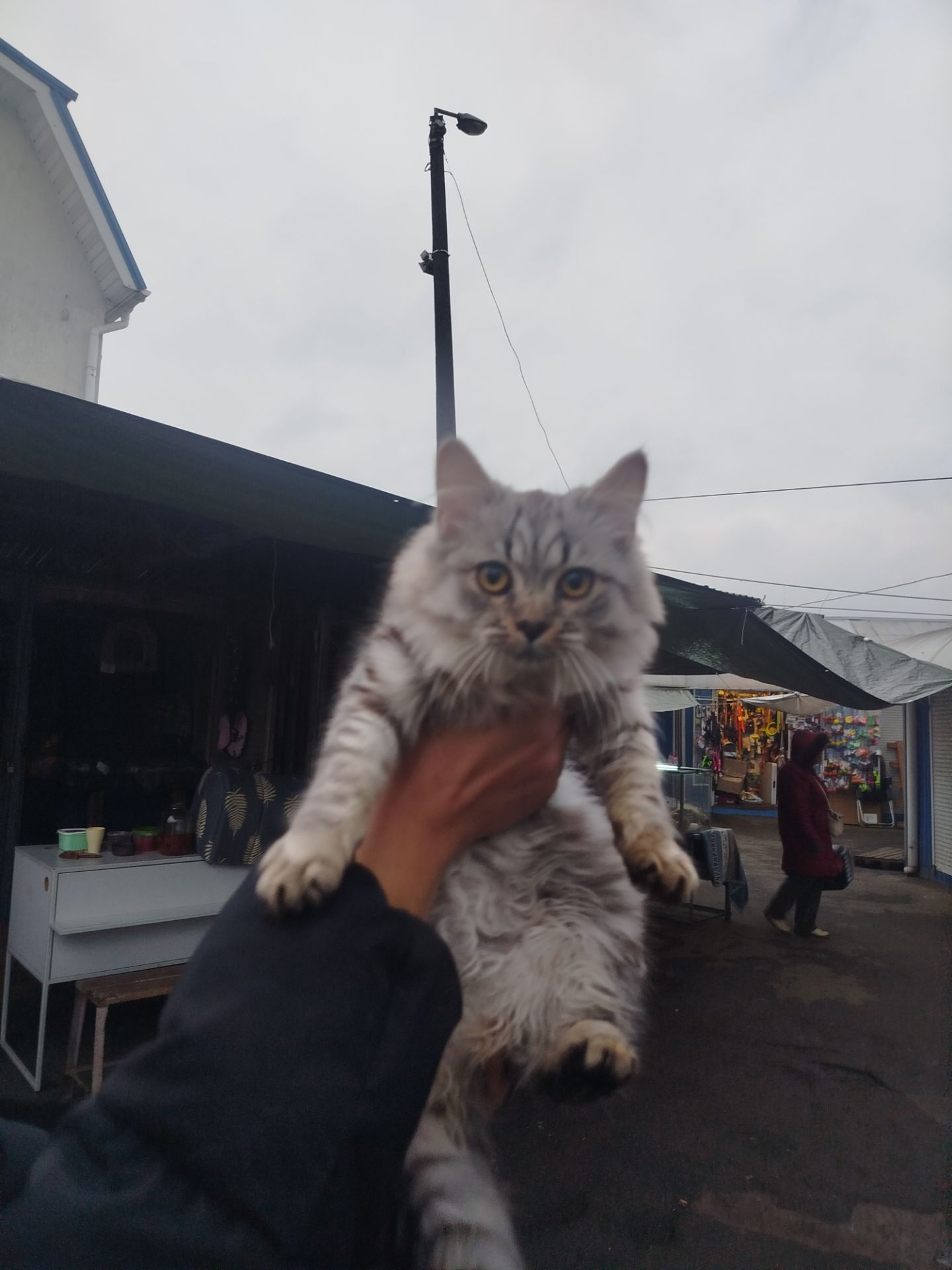 Продам дівчинку сибірського кота!