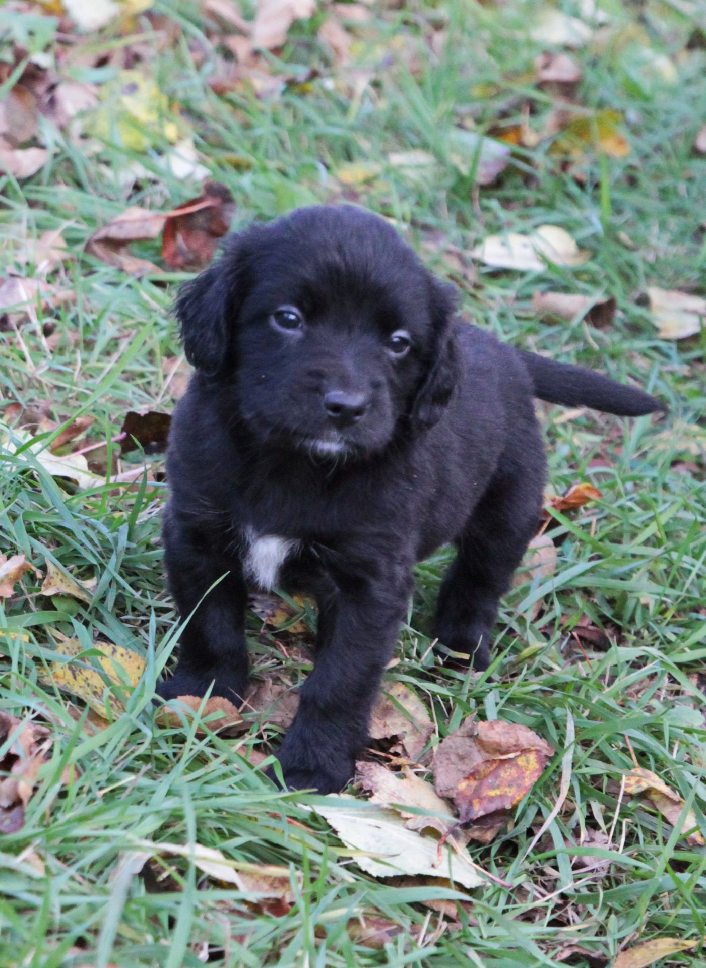 Пухнасте щастя :)