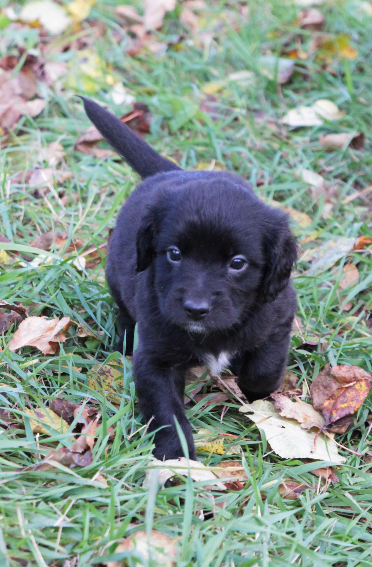 Пухнасте щастя :)