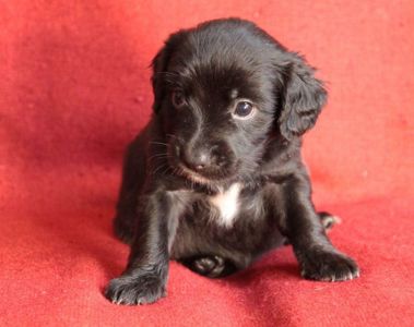 Пухнасте щастя :)