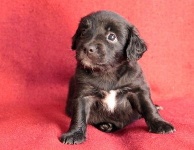 Пухнасте щастя :)