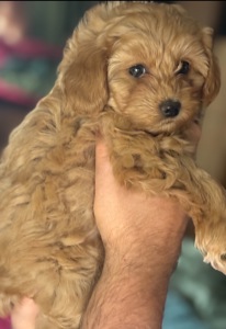 НЕВЕРОЯТНАЯ КРАСАВИЦА-МИШУТКА ))