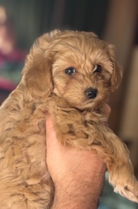 НЕВЕРОЯТНАЯ КРАСАВИЦА-МИШУТКА ))