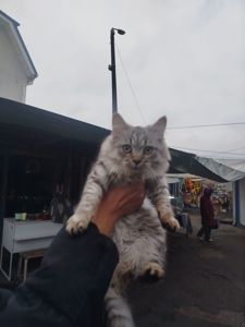 Продам дівчинку сибірського кота!