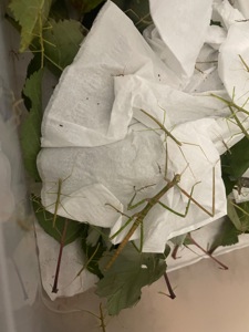 Анамські палочники