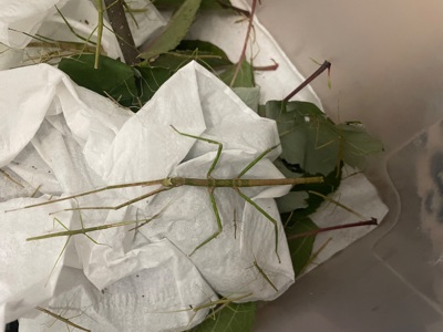 Анамські палочники