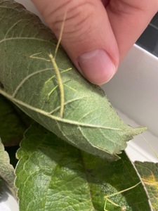 Анамські палочники