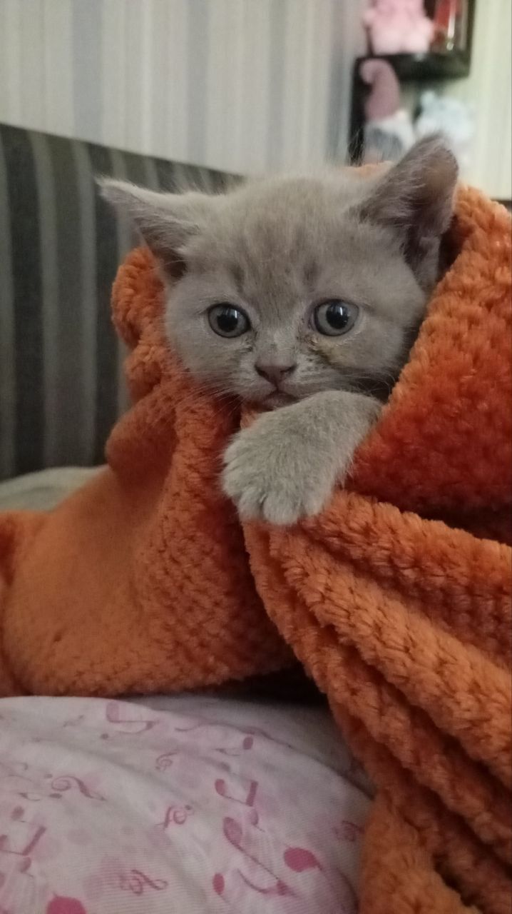 Шотландская