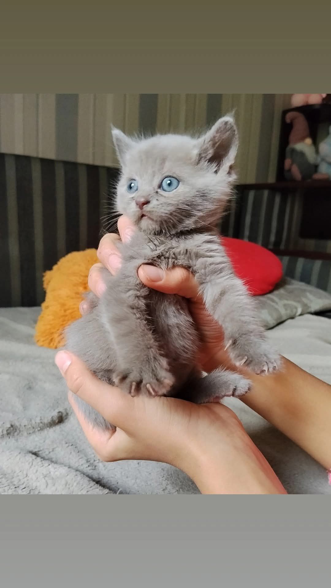 Шотландская