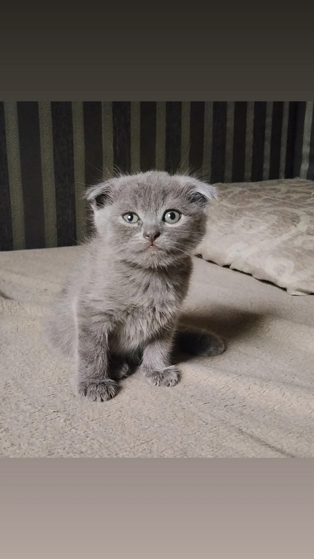 Шотландская