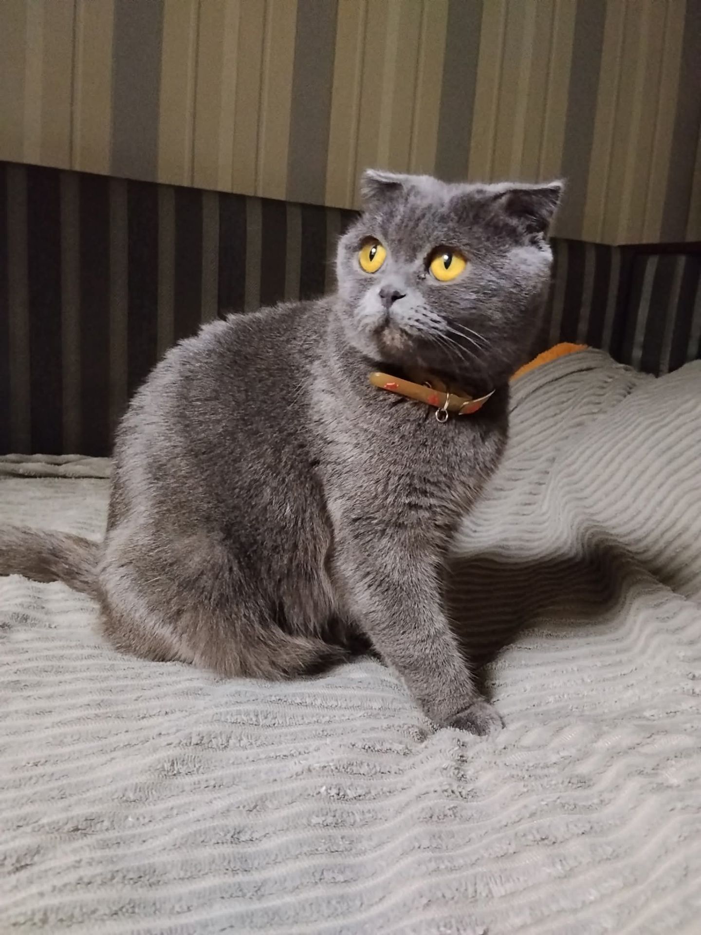 Шотландская