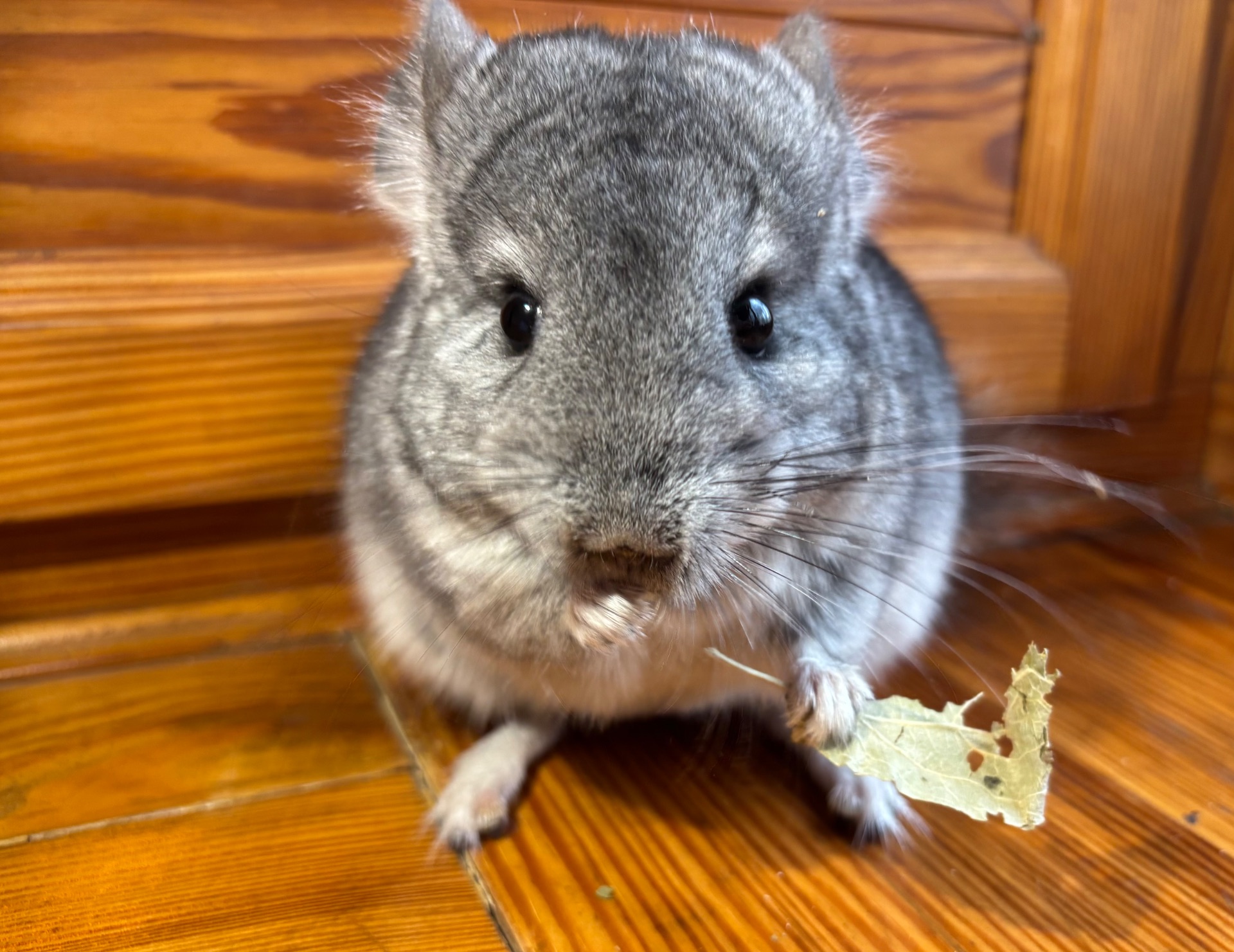 Хлопчик шиншилка Стандарт