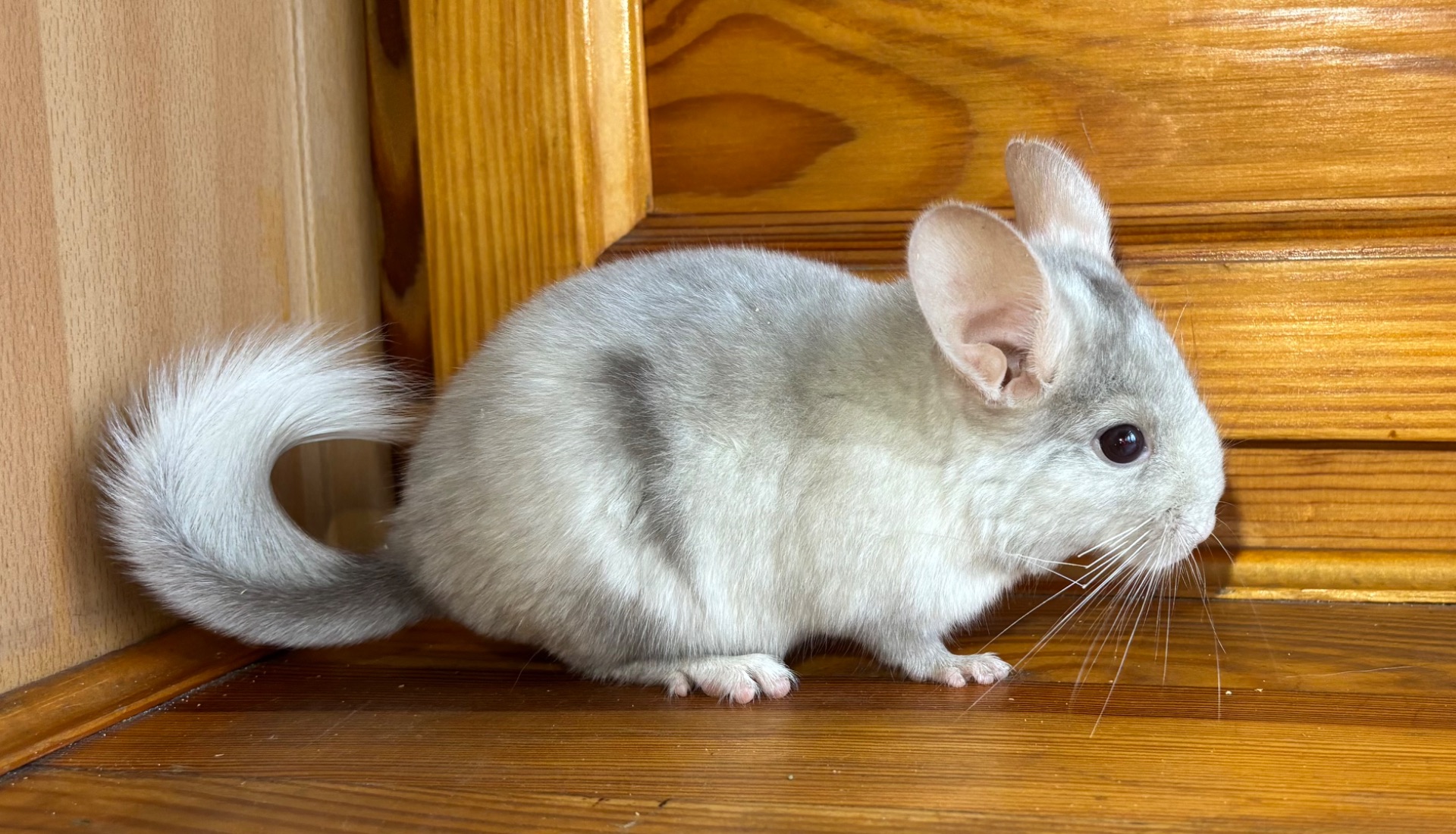 Біло-рожевий хлопчик