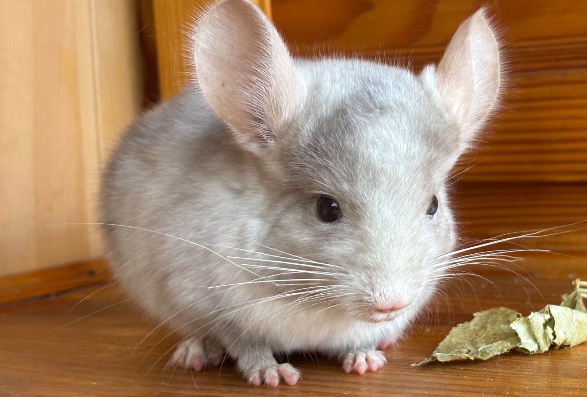 Біло-рожевий хлопчик