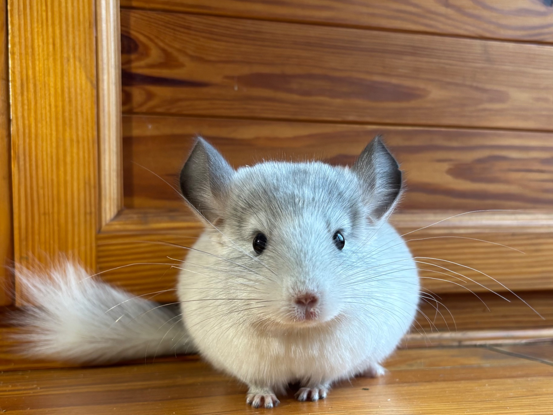 Білий фіолет Хлопчик