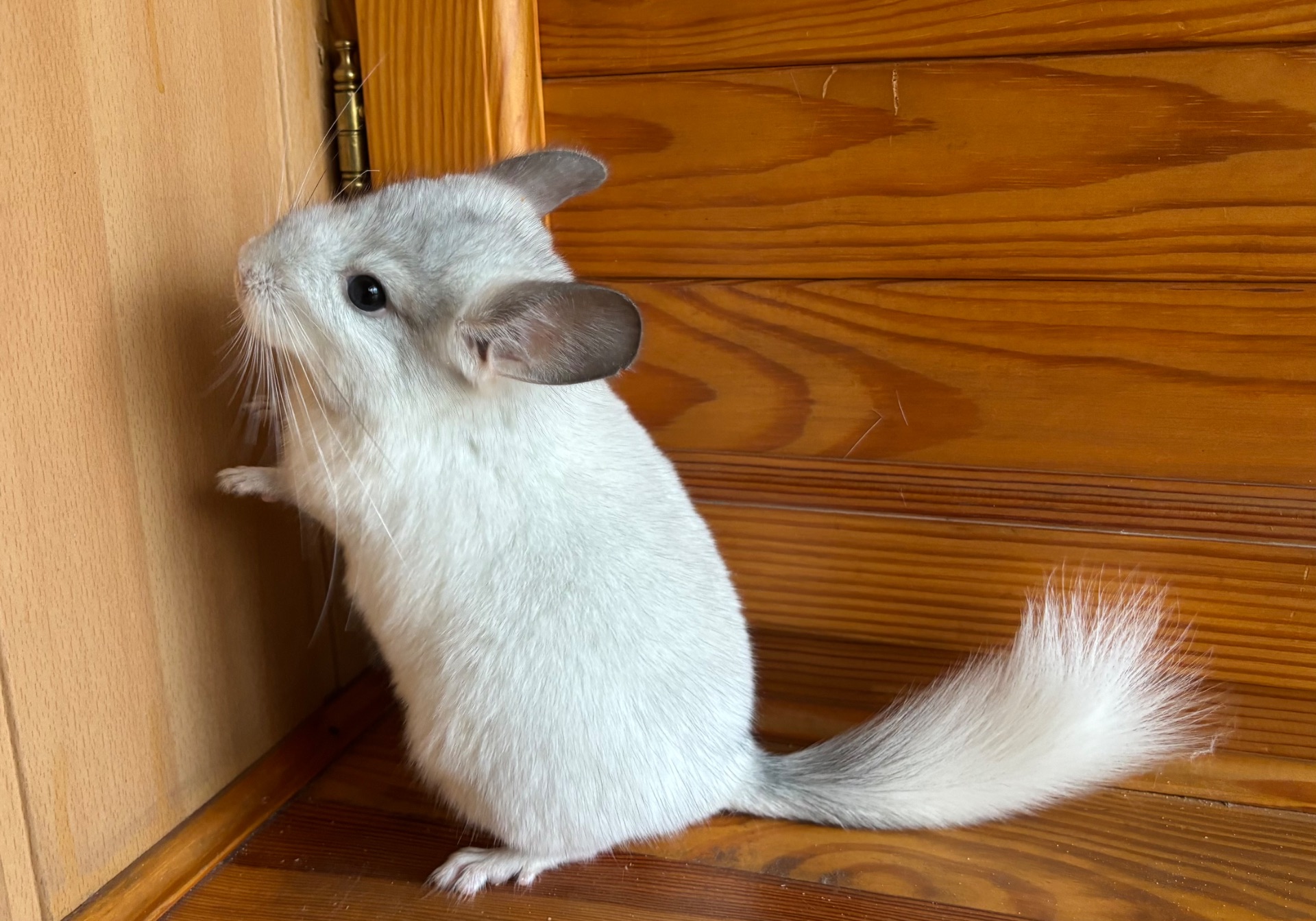 Білий фіолет Хлопчик