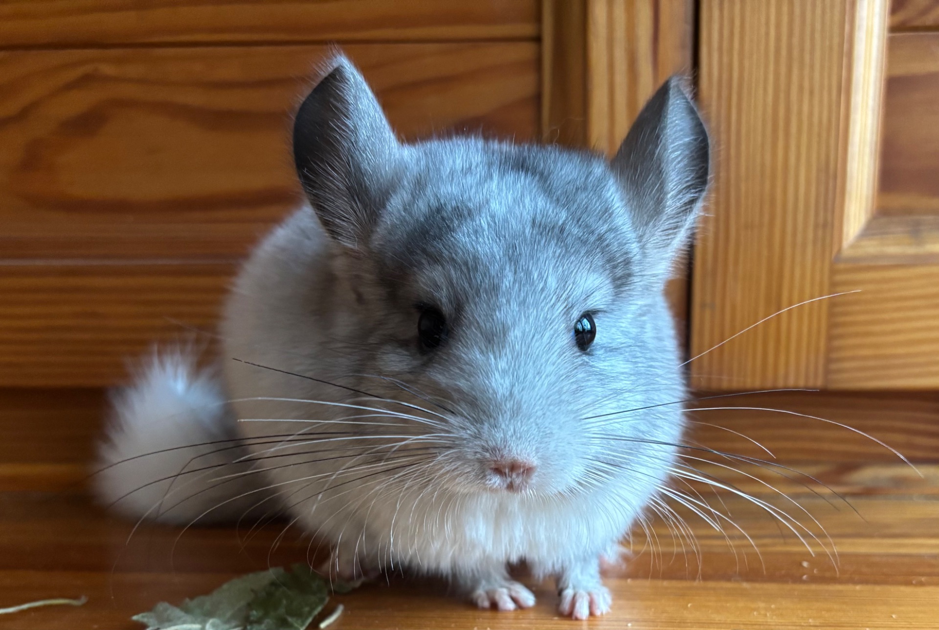 Маленька красуня шиншилка