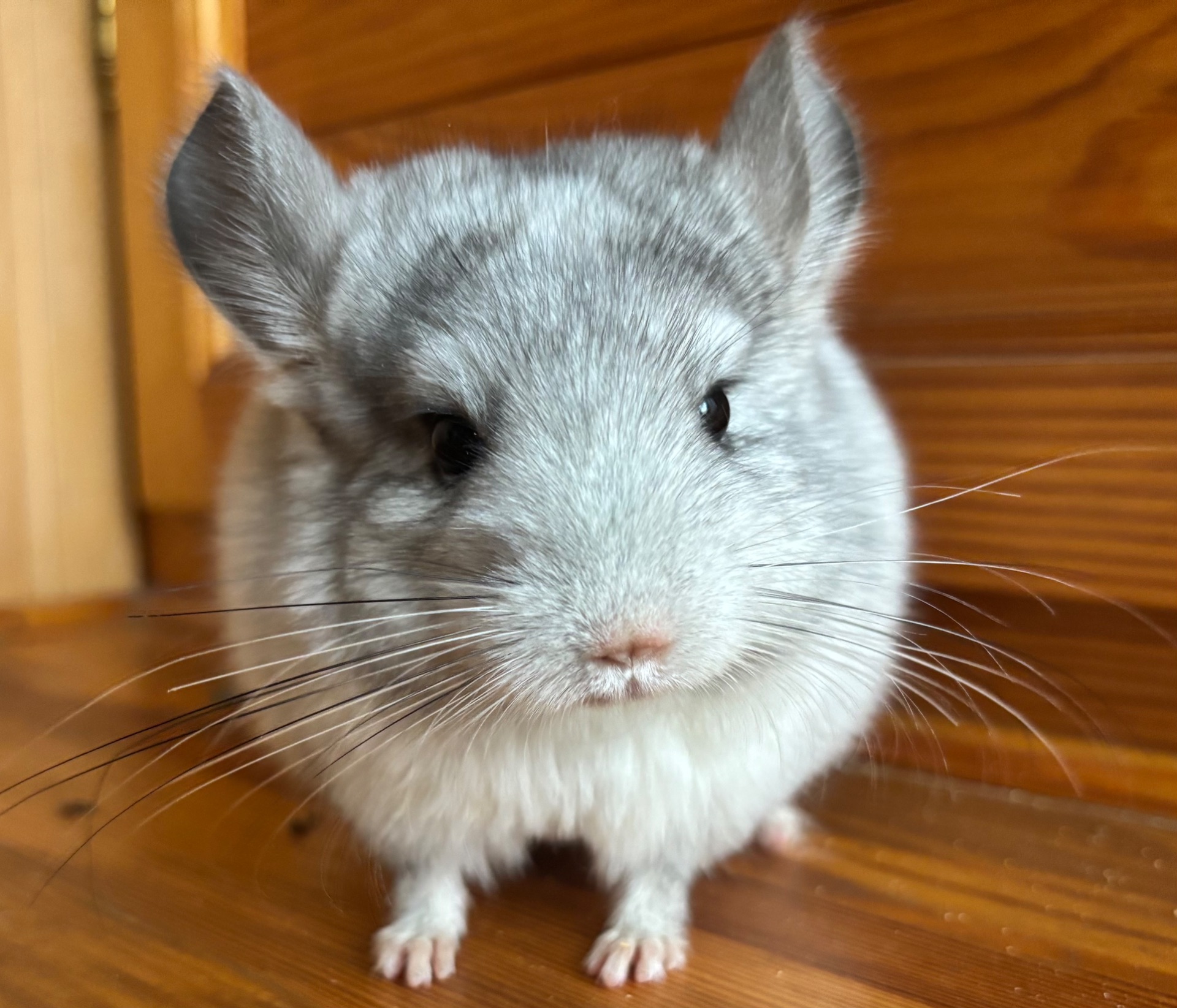 Маленька красуня шиншилка