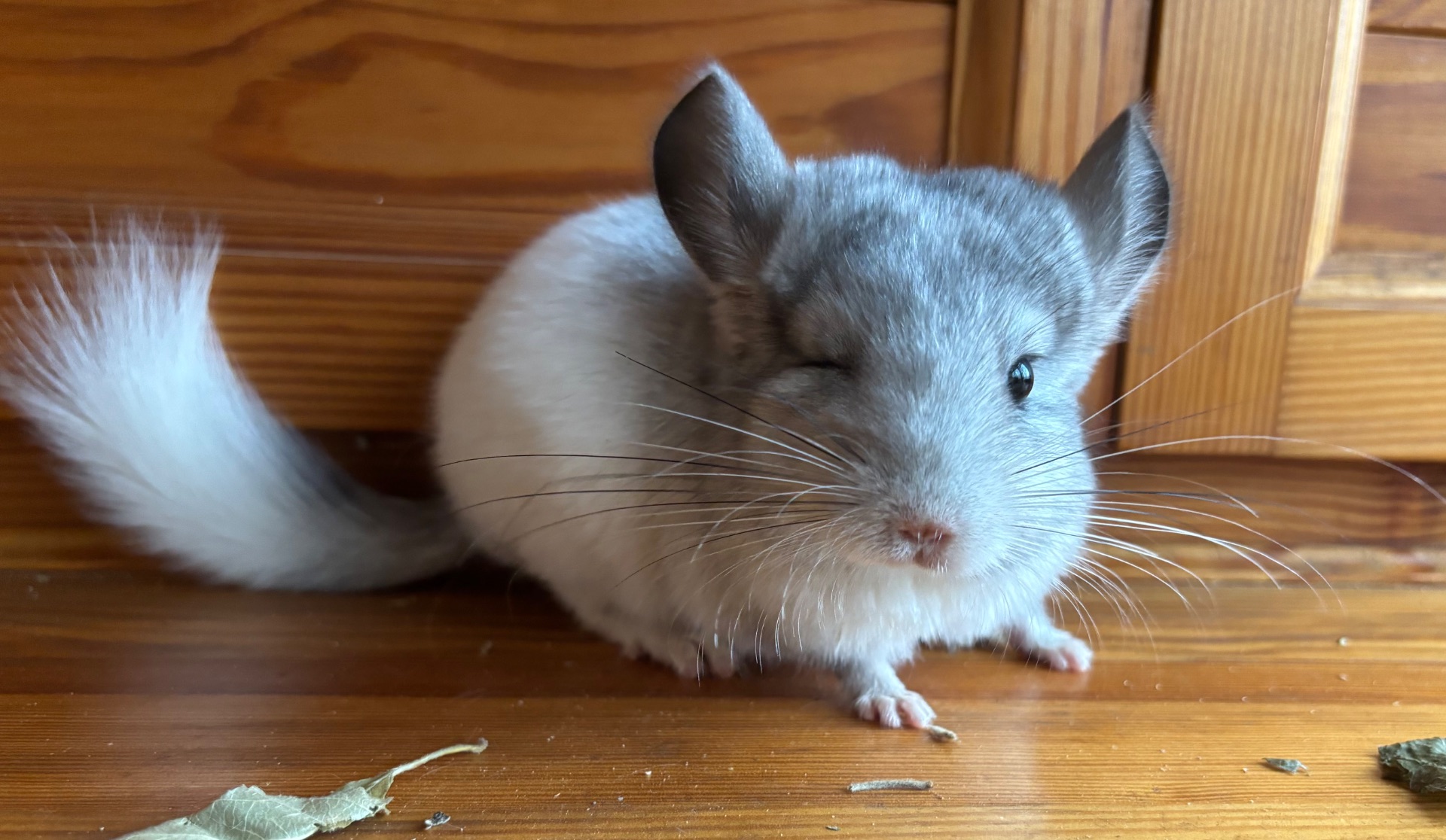 Маленька красуня шиншилка