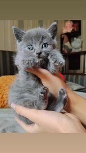 Шотландская