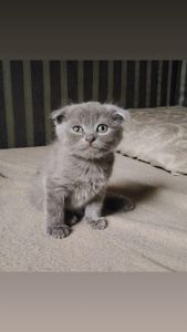 Шотландская